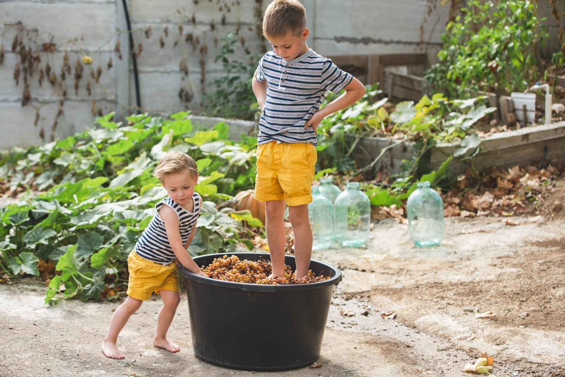 Two children stomping grapes together, the next generation of an Italian wine family.