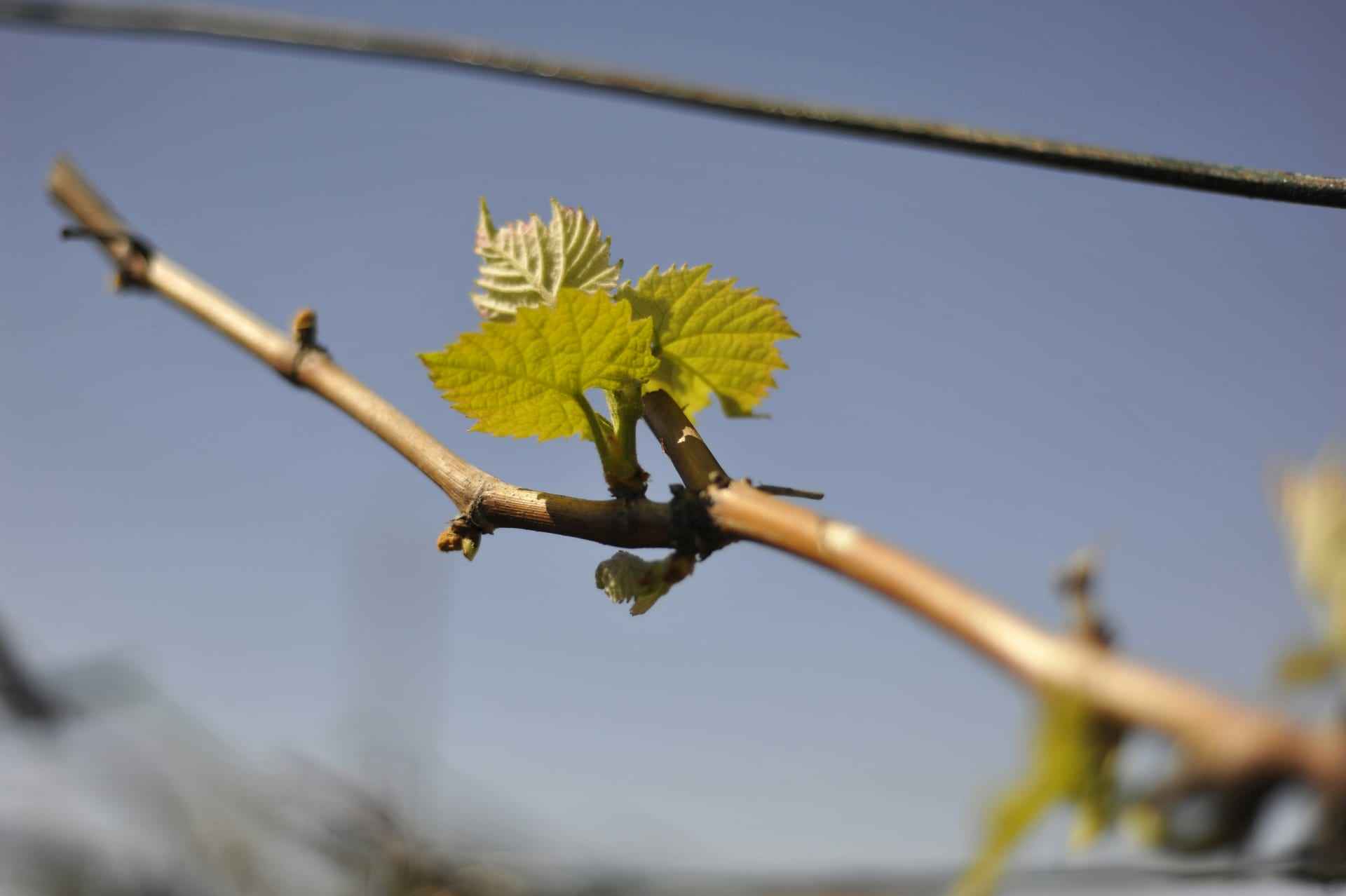 Bud break on a dormant vine, a new green shoot emerging in early spring.
