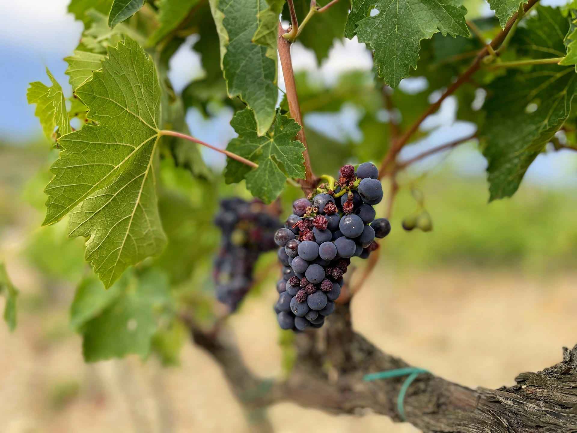 A vine bearing both healthy and stressed grape clusters under direct sun.
