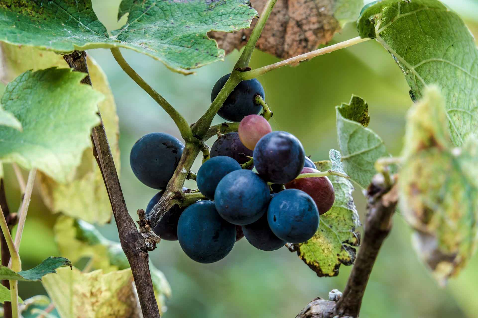 A close-up of a grape cluster on the vine, lit by warm late-afternoon sun.