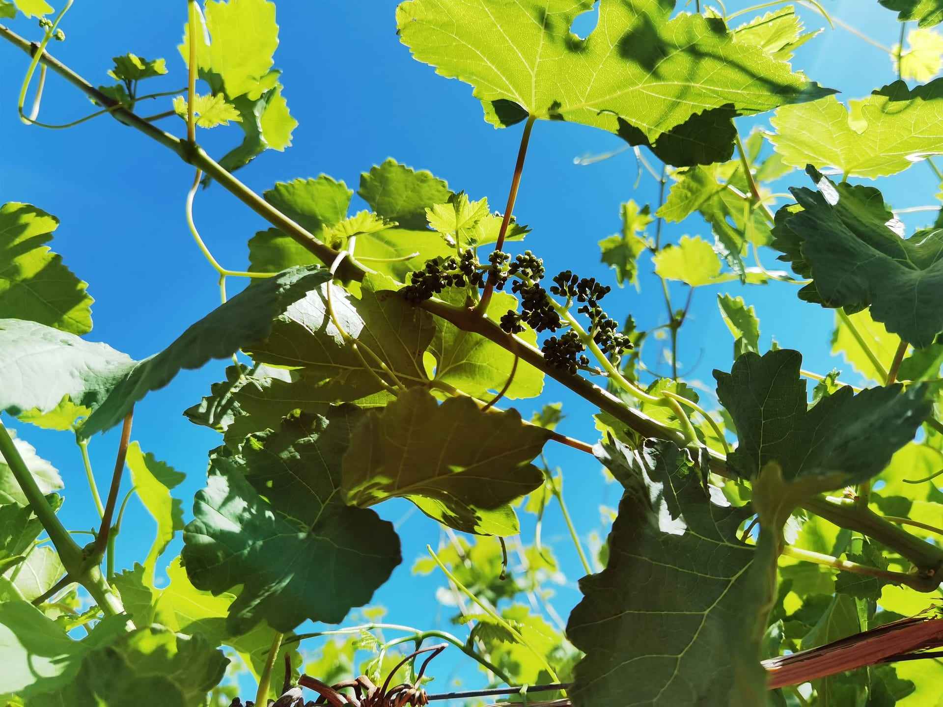 Looking up through a vine canopy to a clear blue sky: the view from inside the row.
