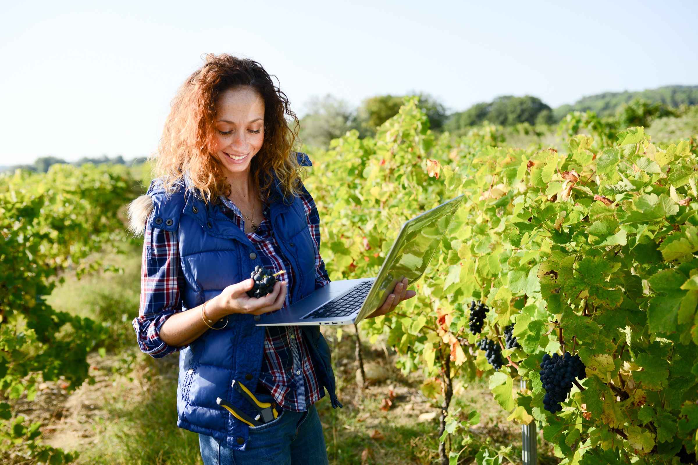 A vineyard worker examines grape clusters while consulting a laptop among the vines.