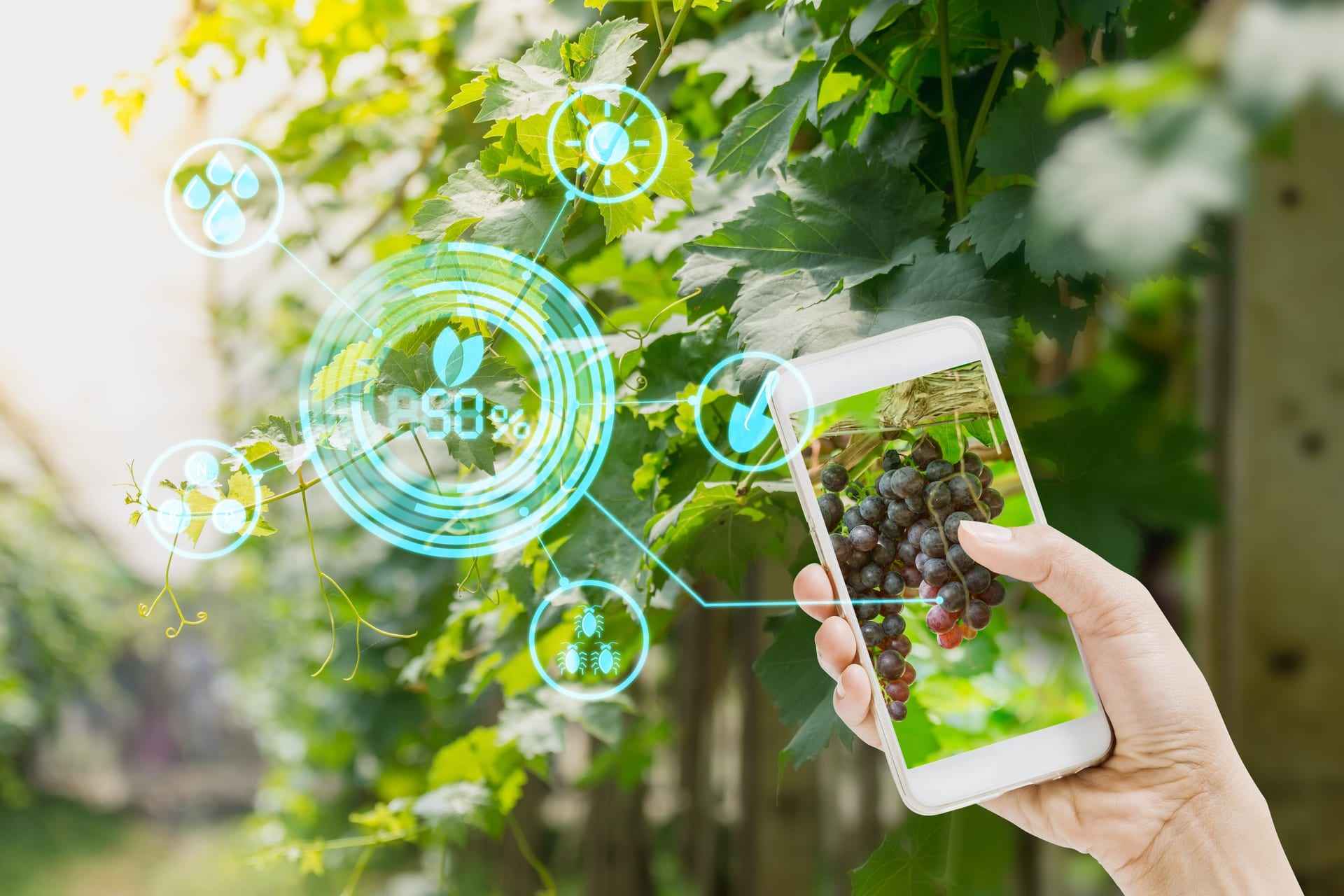 A hand holding a phone over a vine, real-time sensor data overlaid on the grapes.