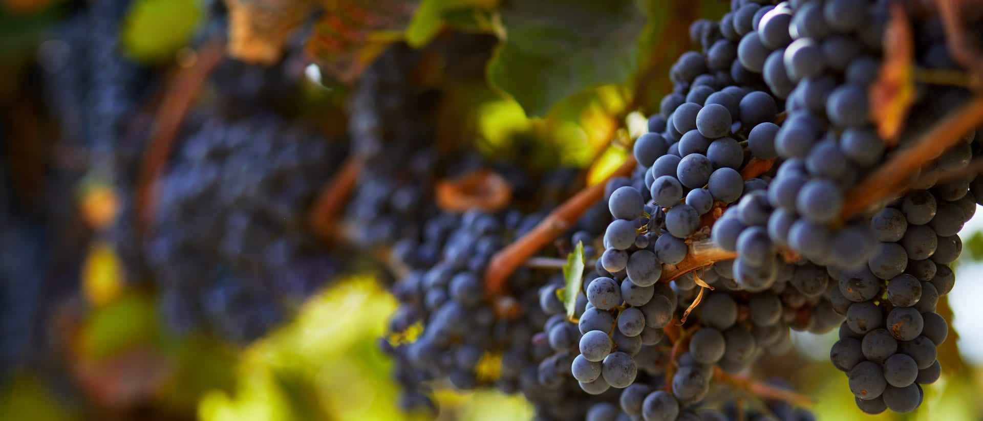 A close-up of deep purple wine grapes on the vine, with a soft natural depth of field.
