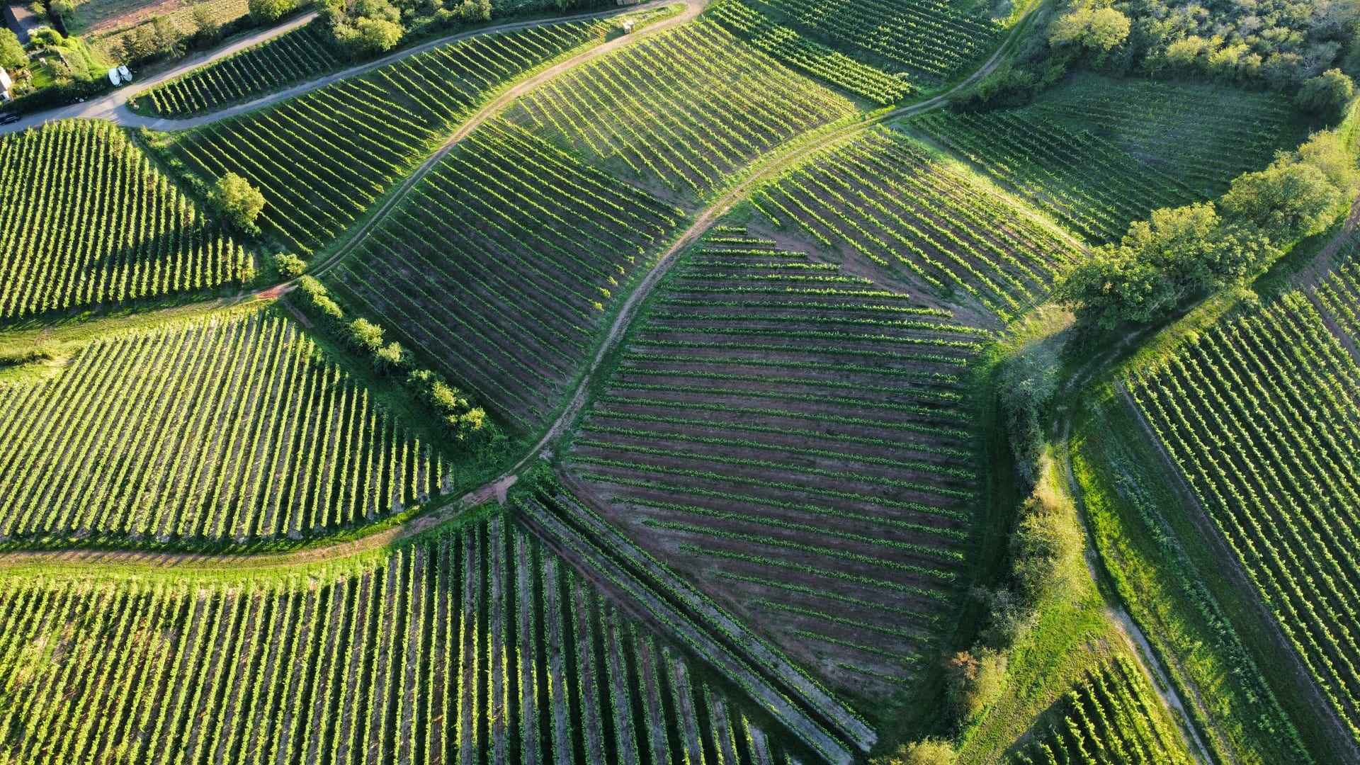 Aerial view of a patchwork of vineyards, blocks divided by farm tracks.